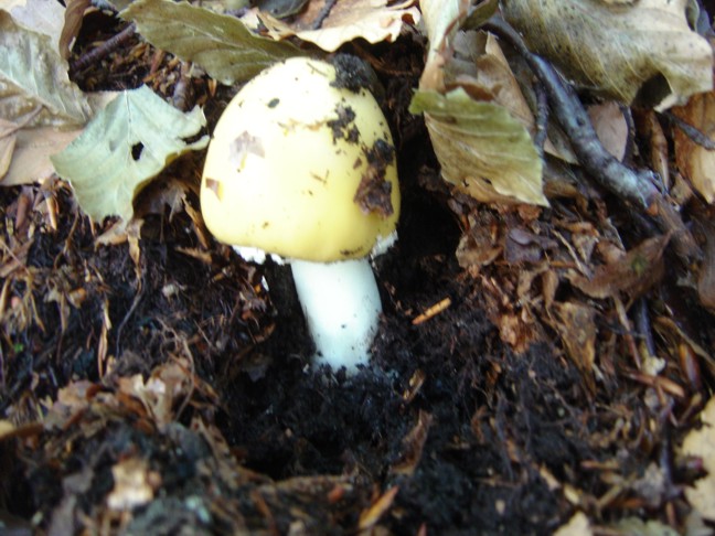 Un paio di funghi da determinare